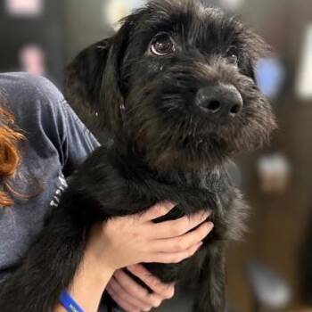 Puppies -  Poodle and German Shepherd Dog Dog for Adoption in Worcester, Massachusetts - Puppies | PetCurious