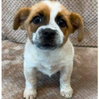 Paco -  Cattle Dog and Mixed Breed Dog for Adoption in Tacoma, Washington - Paco | PetCurious