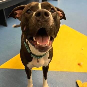 Mixed Breed Dogs Available for Adoption in Pittsburgh, Pennsylvania - Sapphire | PetCurious