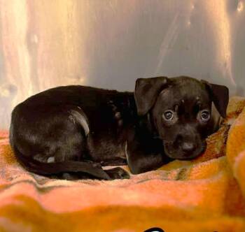 Rescue Chihuahua and Boston Terrier Dogs for Adoption in Mechanicsville, Maryland - Scarlet | PetCurious