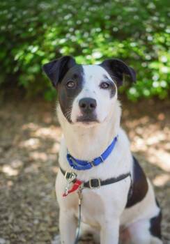 Mixed Breed Dogs Available for Adoption in Vancouver, Washington - Lafawnda | PetCurious