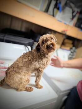 Arlo -  Poodle Dog for Adoption in Somerset, Pennsylvania - Arlo | PetCurious