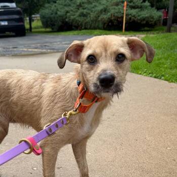 Reese -  Mixed Breed Dog for Adoption in Riverwoods, Illinois - Reese | PetCurious
