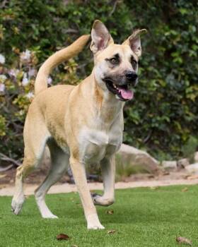 Kiba -  German Shepherd Dog Dog for Adoption in Manhattan Beach, California - Kiba | PetCurious