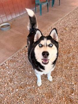 Balto -  Husky Dog for Adoption in Hurricane, Utah - Balto | PetCurious