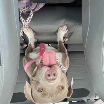 Layla -  American Staffordshire Terrier and Pit Bull Terrier Dog for Adoption in San Antonio, Texas - Layla | PetCurious