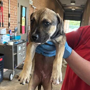 Shepherd Dogs Available for Adoption in Birmingham, Alabama - Shirley | PetCurious