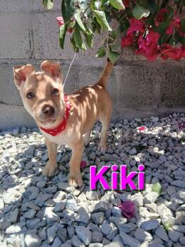 Kiki -  Chihuahua and Terrier Dog for Adoption - Kiki | PetCurious