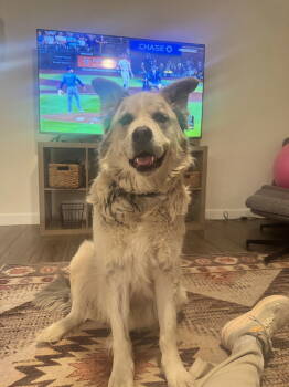 Rescue Husky and Alaskan Malamute Dogs for Adoption in Chandler, Arizona - GRANDPA | PetCurious