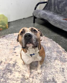 Rescue American Staffordshire Terrier Dogs for Adoption in Youngstown, Ohio - Woodley | PetCurious