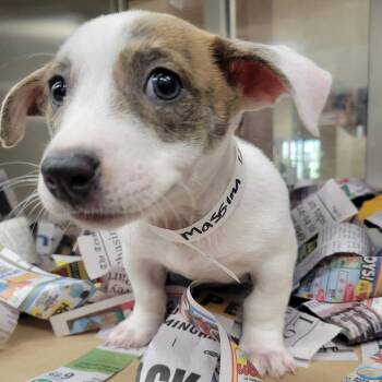 Massina -  Pit Bull Terrier Dog for Adoption in Birmingham, Alabama - Massina | PetCurious