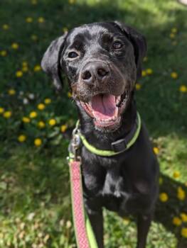 Labrador Retriever Dogs Available for Adoption in Vaughan, Ontario - WALTER | PetCurious