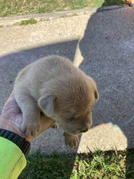 Mixed Breed Dogs Available for Adoption - GEORGIA | PetCurious