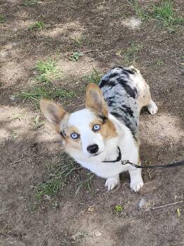 Corgi and Cardigan Welsh Corgi Dogs Available for Adoption in Anoka, Minnesota - Bambino(Blue June)-I26007 | PetCurious