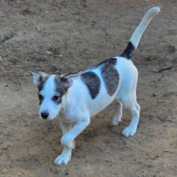 BENNY -  Chihuahua and Jack Russell Terrier Dog for Adoption in Fosters, Alabama - BENNY | PetCurious