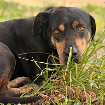 Chunk -  Rottweiler and Hound Dog for Adoption in Centerville, Tennessee - Chunk | PetCurious