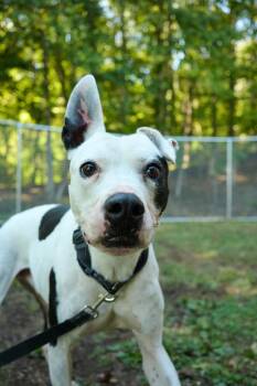 Nelson -  Terrier Dog for Adoption in Floyd, Virginia - Nelson | PetCurious