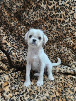 Janet -  Pug and Terrier Dog for Adoption in El Centro, California - Janet | PetCurious