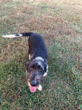 Giggles -  Labrador Retriever and Standard Poodle Dog for Adoption in Sparta, Illinois - Giggles | PetCurious