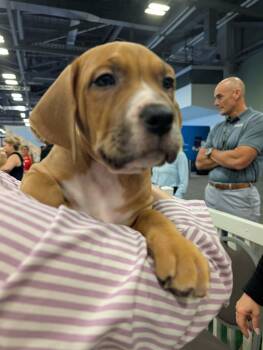 Hamm -  Boxer and American Bulldog Dog for Adoption in Plain City, Ohio - Hamm | PetCurious