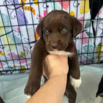 Cookie -  Mixed Breed Dog for Adoption in Myrtle Beach, South Carolina - Cookie | PetCurious
