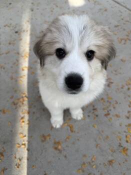Didi -  Great Pyrenees and Mixed Breed Dog for Adoption in Denver, Colorado - Didi | PetCurious