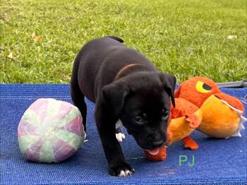 PJ -  Labrador Retriever and Pit Bull Terrier Dog for Adoption in Valley Park, Oklahoma - PJ | PetCurious
