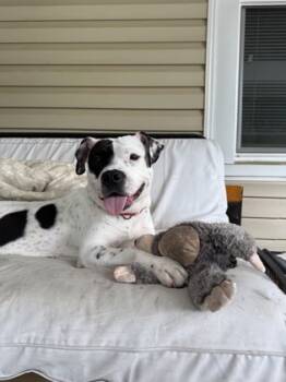 Rescue Mixed Breed Dogs for Adoption in Atlanta, Georgia - Pinky Pinks | PetCurious