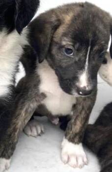 A657918 -  Australian Shepherd Dog for Adoption in Houston, Texas - A657918 | PetCurious