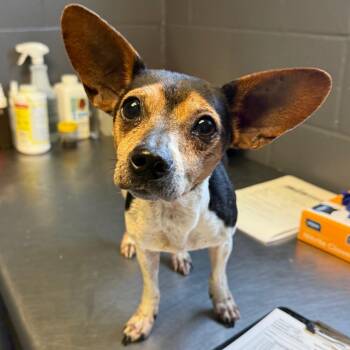 TUSC-Stray-85006 -  Chihuahua and Mixed Breed Dog for Adoption in Tuscaloosa, Alabama - TUSC-Stray-85006 | PetCurious