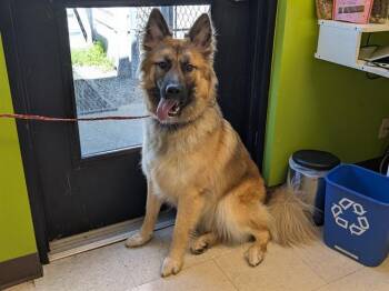 German Shepherd Dog Dogs Available for Adoption in Kent, Washington - EGGO | PetCurious