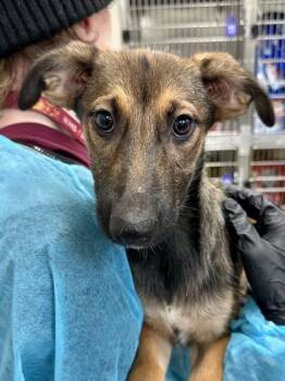 Tiny -  Mixed Breed Dog for Adoption in Wichita, Kansas - Tiny | PetCurious