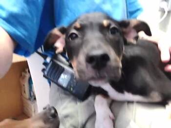 SCRAPPY DOO -  Rottweiler and Mixed Breed Dog for Adoption in Tulsa, Oklahoma - SCRAPPY DOO | PetCurious