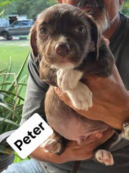 Peter -  American Staffordshire Terrier Dog for Adoption in Mooresville, North Carolina - Peter | PetCurious