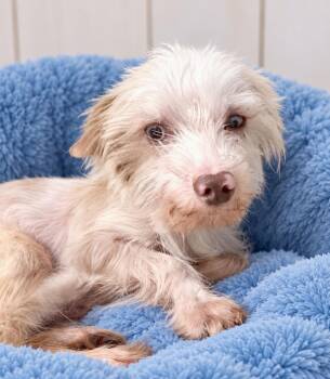 Toby -  Maltese Dog for Adoption in Fairfield, Connecticut - Toby | PetCurious