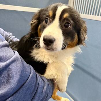 Gummy Bear (MY26-27) -  Australian Shepherd Dog for Adoption in Peyton, Colorado - Gummy Bear (MY26-27) | PetCurious