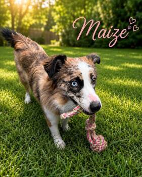 Maizey -  Australian Shepherd Dog for Adoption - Maizey | PetCurious