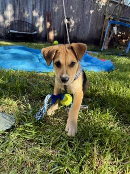 Banjo -  Labrador Retriever Dog for Adoption in The Woodlands, Texas - Banjo | PetCurious