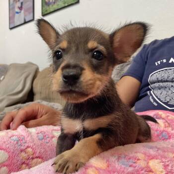 Terrier Dogs Available for Adoption - Bullseye | PetCurious