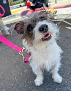 Ducky -  Terrier Dog for Adoption in Jamul, California - Ducky | PetCurious