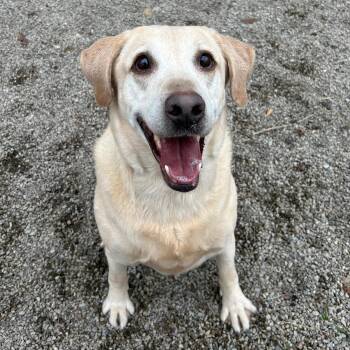 Labrador Retriever Dogs Available for Adoption - Jigg | PetCurious