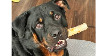 Rescue Rottweiler Dogs for Adoption in Gilbert, Arizona - Kane | PetCurious