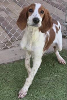 Shandy -  Irish Setter Dog for Adoption in Denton, Texas - Shandy | PetCurious
