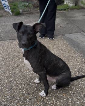 Labrador Retriever Dogs Available for Adoption in Wantagh, New York - Bennie | PetCurious