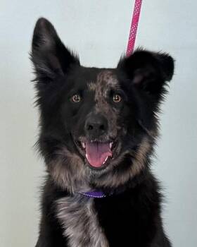 Catahoula Leopard Dog and Australian Shepherd Dogs Available for Adoption - Murray | PetCurious