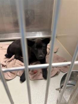 Brave Little Toaster -  Mixed Breed Dog for Adoption in Wichita, Kansas - Brave Little Toaster | PetCurious