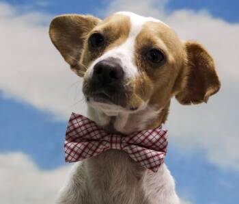 Rescue Chihuahua and Wirehaired Terrier Dogs for Adoption in Casa Grande, Arizona - Rob | PetCurious
