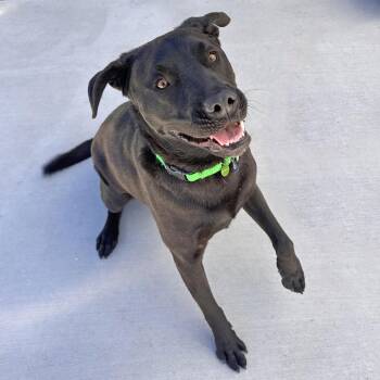 Ozzy -  Mixed Breed Dog for Adoption in Hailey, Idaho - Ozzy | PetCurious