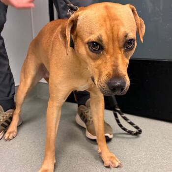 Queenie -  Terrier and Mixed Breed Dog for Adoption in Abilene, Texas - Queenie | PetCurious