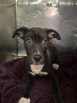 Pit Bull Terrier and Mixed Breed Dogs Available for Adoption in El Paso, Texas - 60954747 | PetCurious